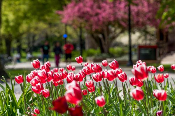 Tulips